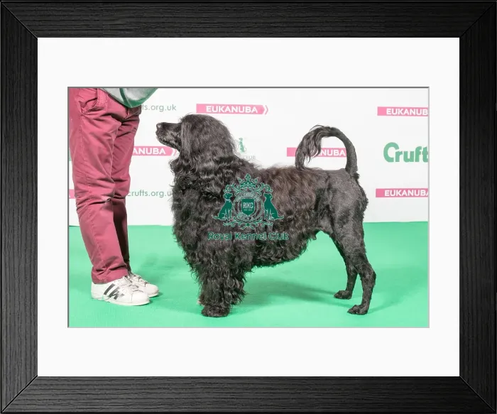 Framed Print : 2018 Best of Breed Portugese Water Dog Framed Print : 2018 Best of Breed Portugese Water Dog