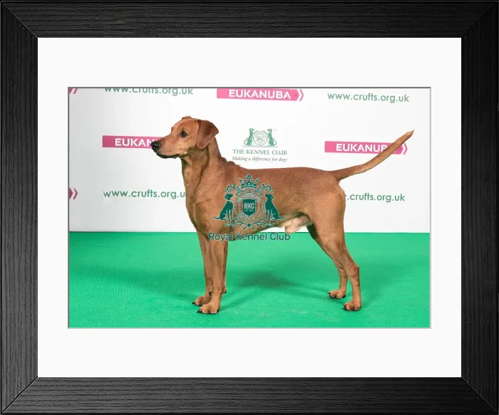 Framed Print : 2018 Best of Breed German Pinscher Framed Print : 2018 Best of Breed German Pinscher