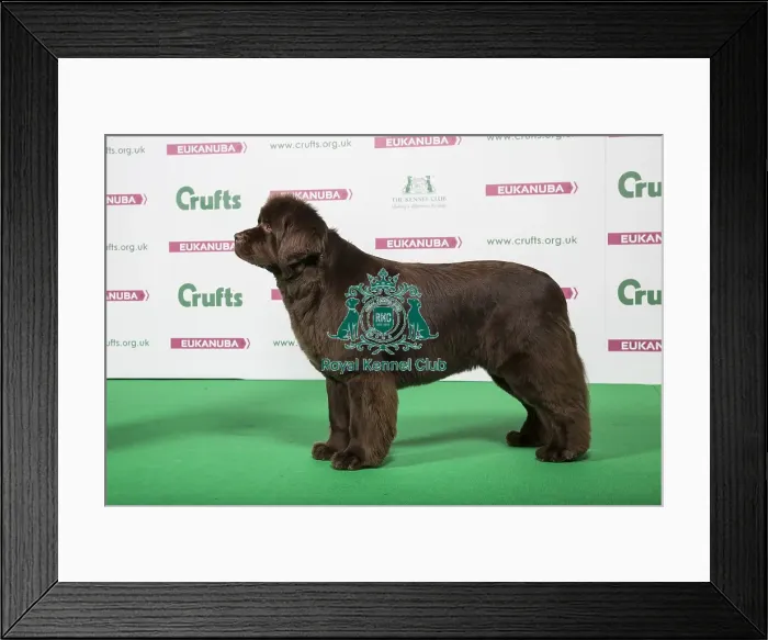 Framed Print : 2018 Best of Breed Newfoundland