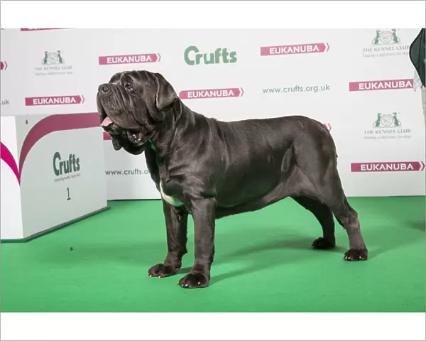 2018 Best of Breed Neapolitan Mastiff
