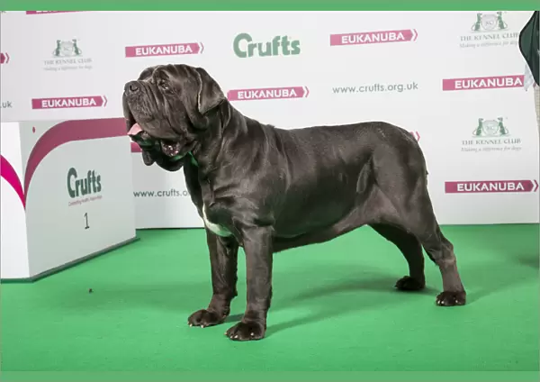 2018 Best of Breed Neapolitan Mastiff