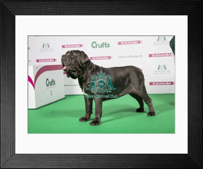 Framed Print : 2018 Best of Breed Neapolitan Mastiff Framed Print : 2018 Best of Breed Neapolitan Mastiff