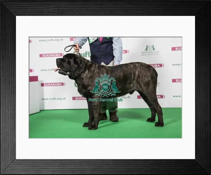 Framed Print : 2018 Best of Breed Mastiff Framed Print : 2018 Best of Breed Mastiff