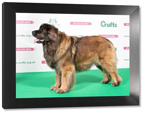 2018 Best of Breed Leonberger