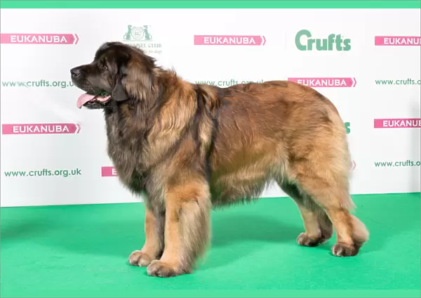 2018 Best of Breed Leonberger