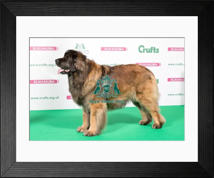 Framed Print : 2018 Best of Breed Leonberger Framed Print : 2018 Best of Breed Leonberger