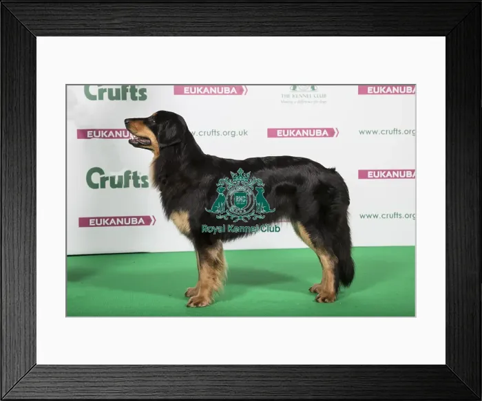Framed Print : 2018 Best of Breed Hovawart Framed Print : 2018 Best of Breed Hovawart
