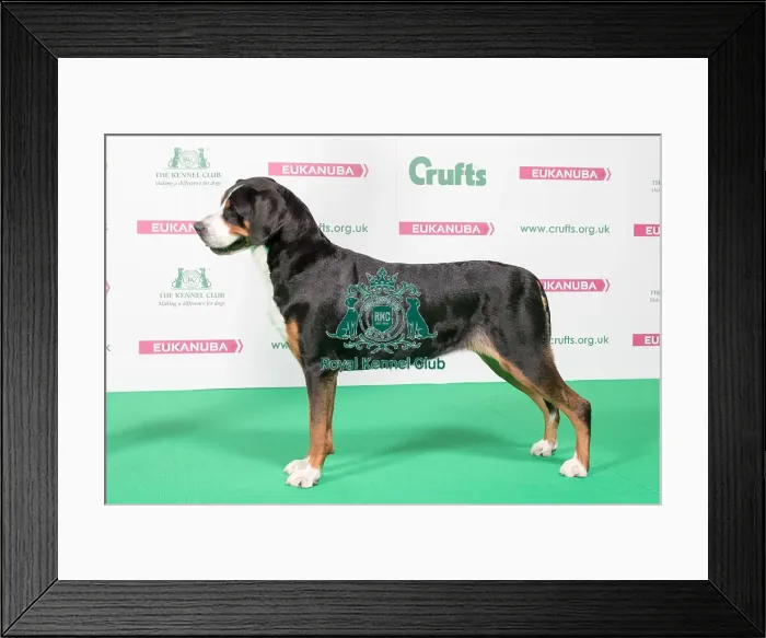 Framed Print : 2018 Best of Breed Great Swiss Mountain Dog Framed Print : 2018 Best of Breed Great Swiss Mountain Dog