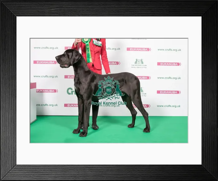 Framed Print : 2018 Best of Breed Great Dane Framed Print : 2018 Best of Breed Great Dane