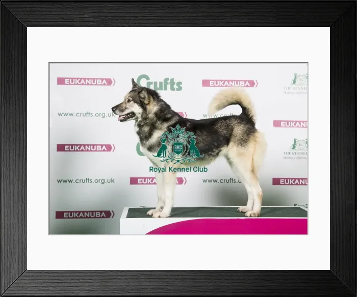 Framed Print : 2018 Best of Breed Greenland Framed Print : 2018 Best of Breed Greenland