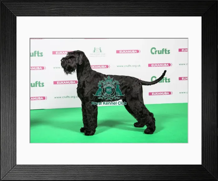 Framed Print : 2018 Best of Breed Giant Schnauzer Framed Print : 2018 Best of Breed Giant Schnauzer