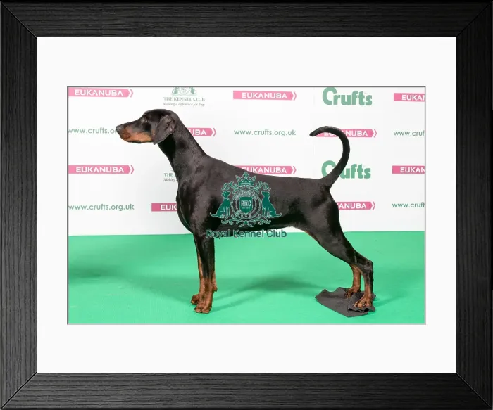 Framed Print : 2018 Best of Breed Doberman Framed Print : 2018 Best of Breed Doberman