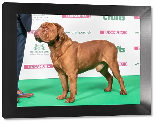 2018 Best of Breed Dogue De Bordeaux