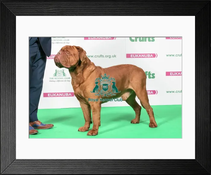 Framed Print : 2018 Best of Breed Dogue De Bordeaux Framed Print : 2018 Best of Breed Dogue De Bordeaux
