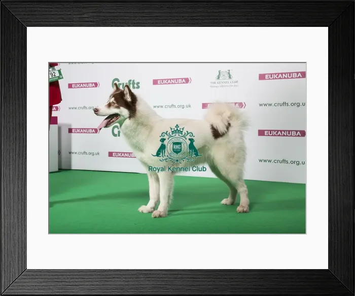 Framed Print : 2018 Best of Breed Canadian Eskimo Dog Framed Print : 2018 Best of Breed Canadian Eskimo Dog