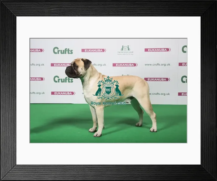 Framed Print : 2018 Best of Breed Bullmastiff Framed Print : 2018 Best of Breed Bullmastiff