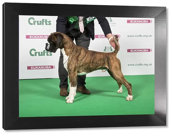 2018 Best of Breed Boxer