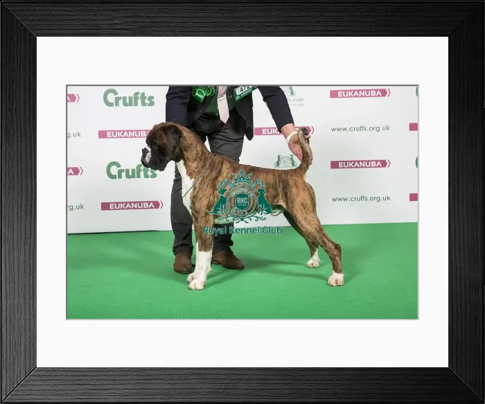 Framed Print : 2018 Best of Breed Boxer Framed Print : 2018 Best of Breed Boxer