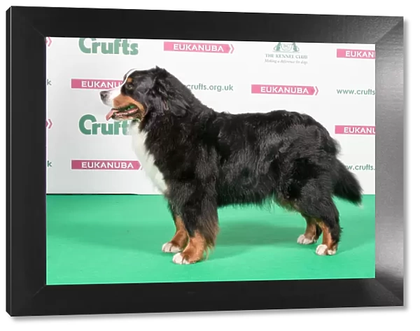 2018 Best of Breed Bernese Mountain Dog