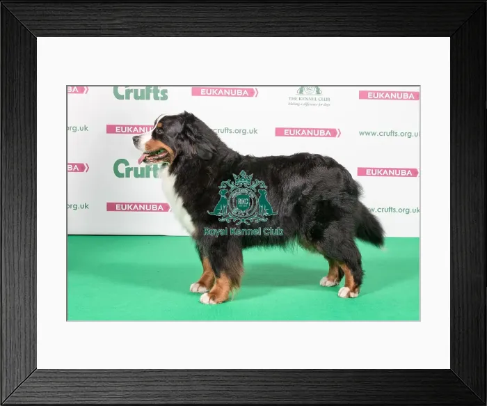 Framed Print : 2018 Best of Breed Bernese Mountain Dog Framed Print : 2018 Best of Breed Bernese Mountain Dog