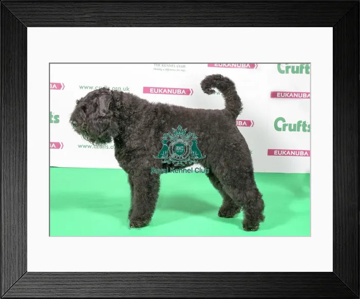 Framed Print : 2018 Best of Breed Bouvier Des Flandres Framed Print : 2018 Best of Breed Bouvier Des Flandres