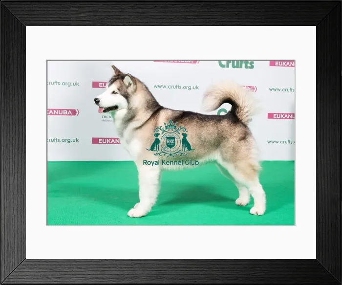 Framed Print : 2018 Best of Breed Alaskan Malamute Framed Print : 2018 Best of Breed Alaskan Malamute