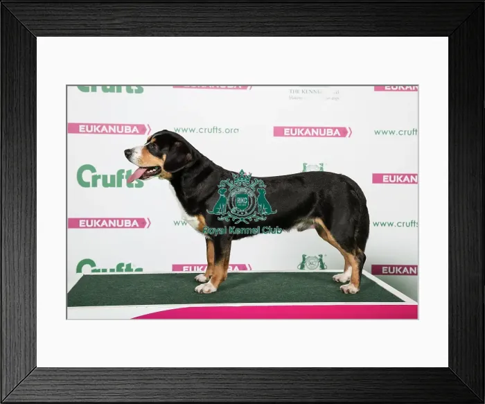 Framed Print : 2018 Best of breed AV Imported Register Working Framed Print : 2018 Best of breed AV Imported Register Working