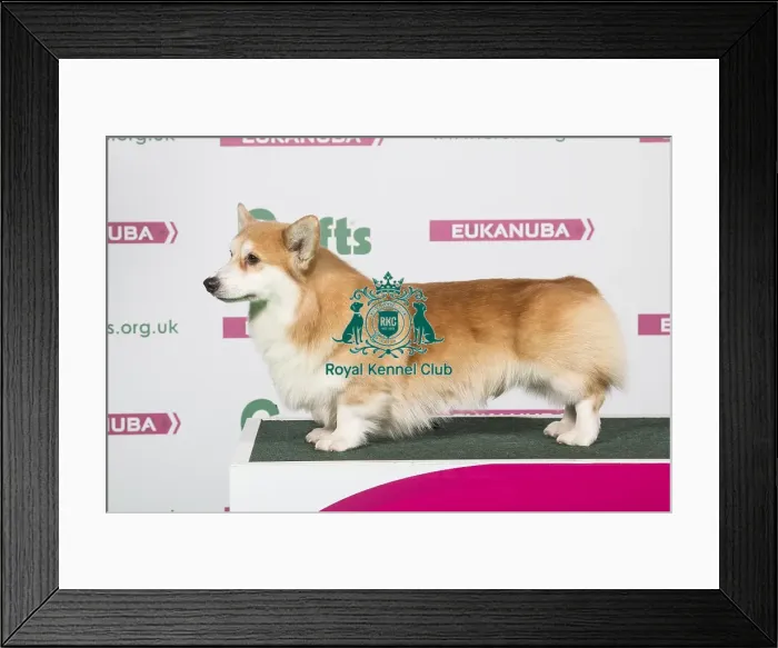 Framed Print : 2018 Best of Breed Welsh Corgi (Pembroke) Framed Print : 2018 Best of Breed Welsh Corgi (Pembroke)