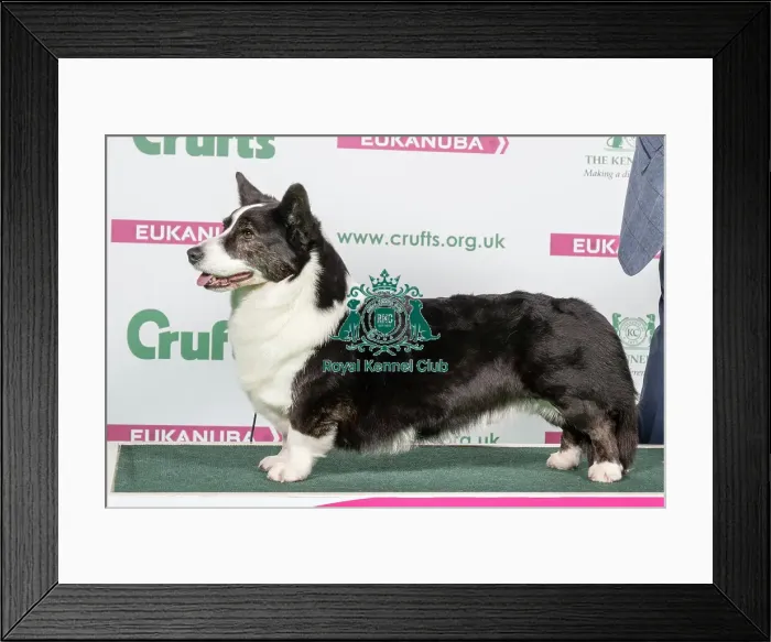 Framed Print : 2018 Best of Breed Welsh Corgi (Cardigan) Framed Print : 2018 Best of Breed Welsh Corgi (Cardigan)