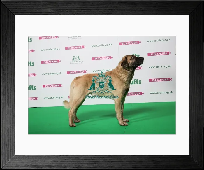 Framed Print : 2018 Best of Breed Turkish Kangal Dog Framed Print : 2018 Best of Breed Turkish Kangal Dog