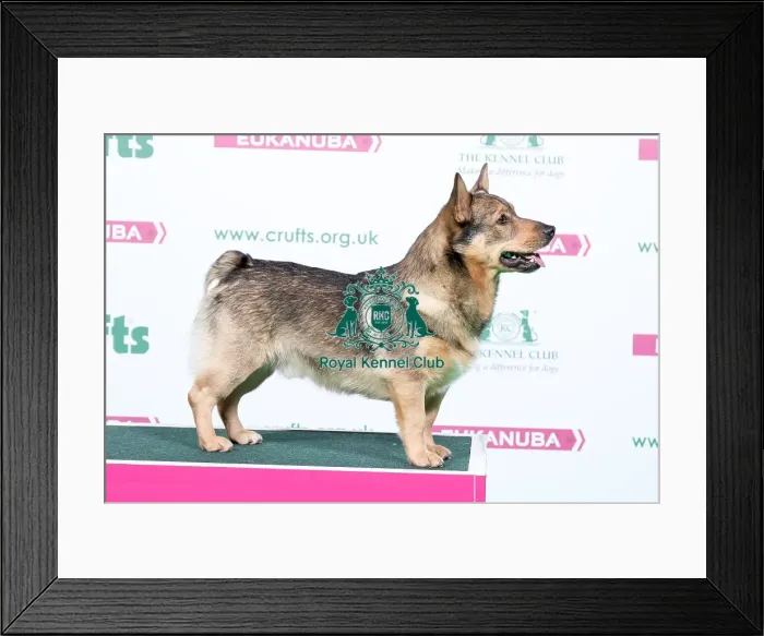 Framed Print : 2018 Best of Breed Swedish Vallhund
