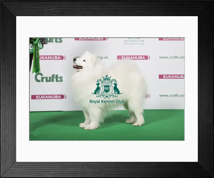 Framed Print : 2018 Best of Breed Samoyed Framed Print : 2018 Best of Breed Samoyed