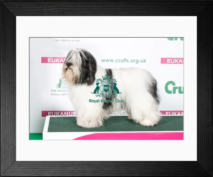 Framed Print : 2018 Best of Breed Polish Lowland Sheepdog Framed Print : 2018 Best of Breed Polish Lowland Sheepdog