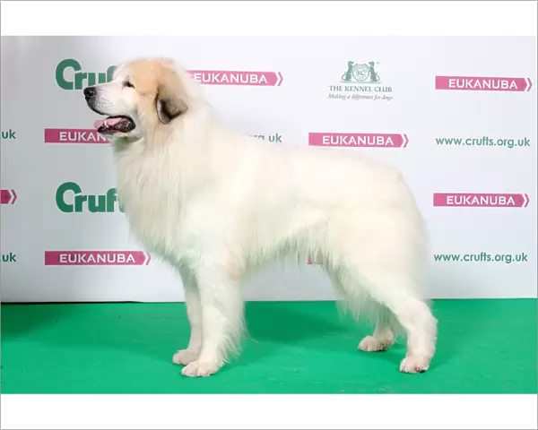 2018 Best of Breed Pyrenean Mountain Dog