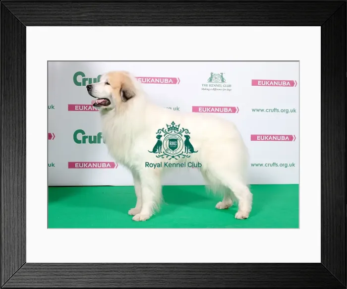 Framed Print : 2018 Best of Breed Pyrenean Mountain Dog