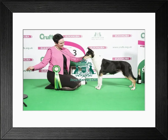 Framed Print : 2018 Pastoral Group 3rd place Collie (Smooth)