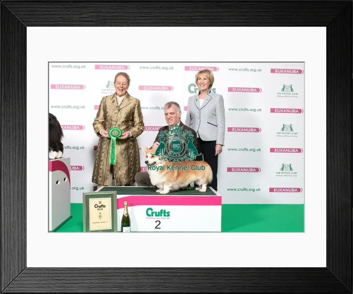 Framed Print : 2018 Pastoral 2nd place Group Welsh Corgi (Pembroke) Framed Print : 2018 Pastoral 2nd place Group Welsh Corgi (Pembroke)