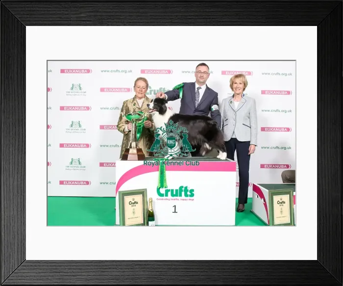 Framed Print : 2018 Pastoral Group Winner Border Collie Framed Print : 2018 Pastoral Group Winner Border Collie