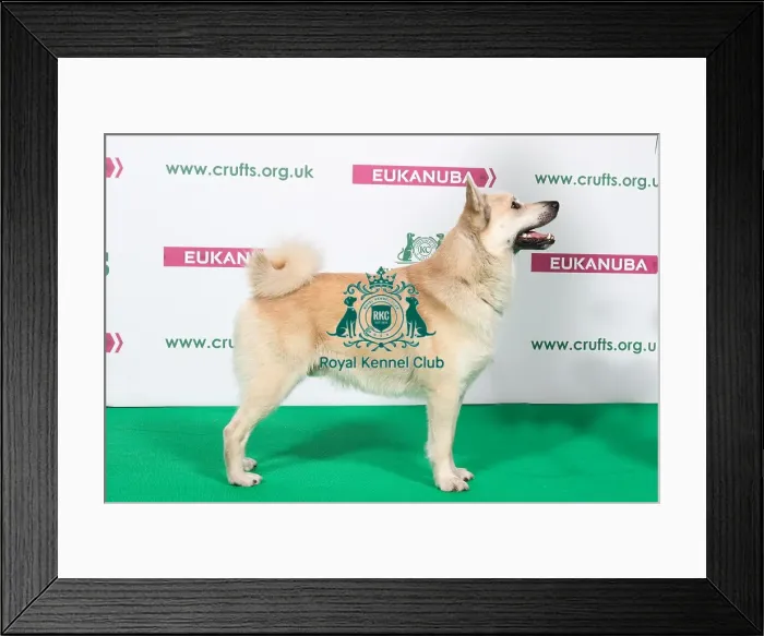 Framed Print : 2018 Best of Breed NORWEGIAN BUHUND Framed Print : 2018 Best of Breed NORWEGIAN BUHUND