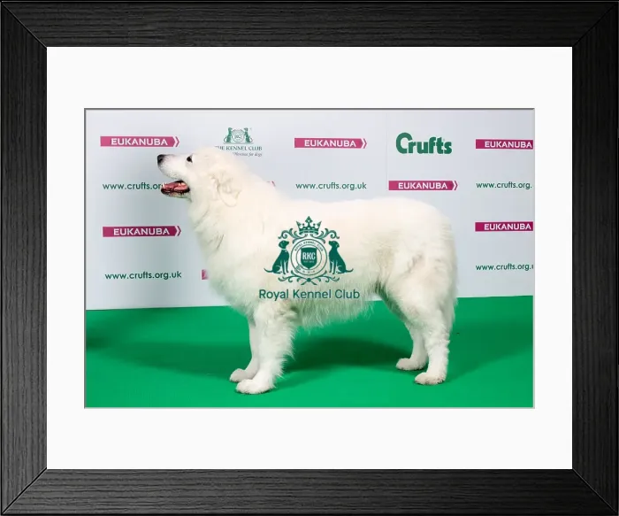 Framed Print : 2018 Best of Breed Maremma Sheepdog