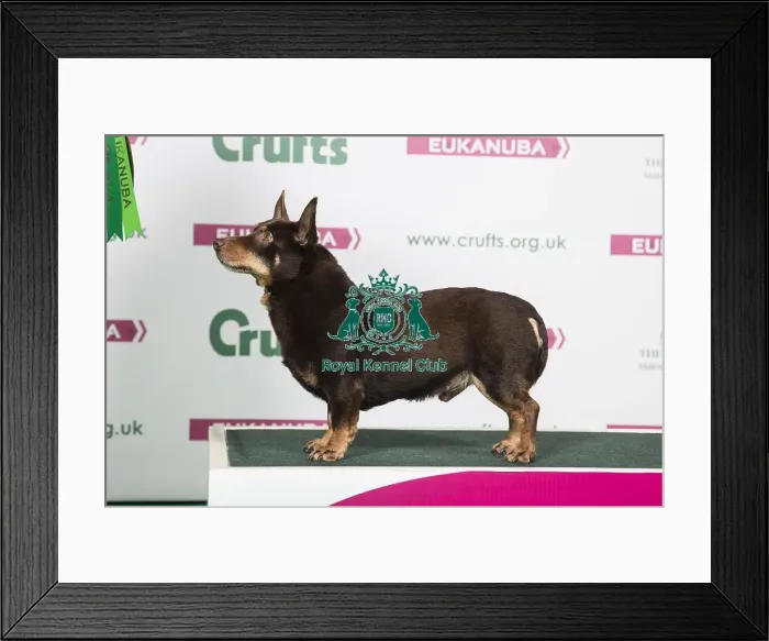 Framed Print : 2018 Best of Breed Lancashire Heeler Framed Print : 2018 Best of Breed Lancashire Heeler