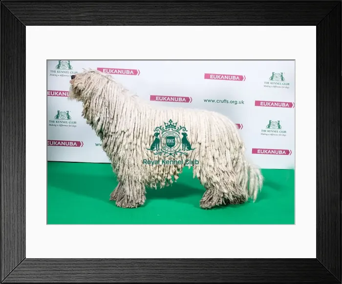 Framed Print : 2018 Best of Breed KOMONDOR