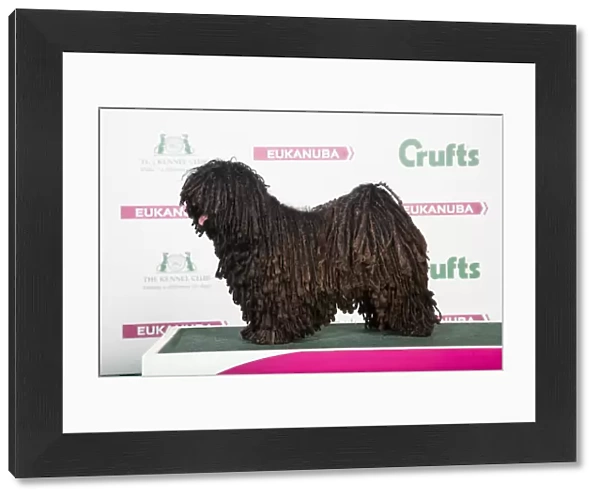 2018 Best of Breed Hungarian Puli