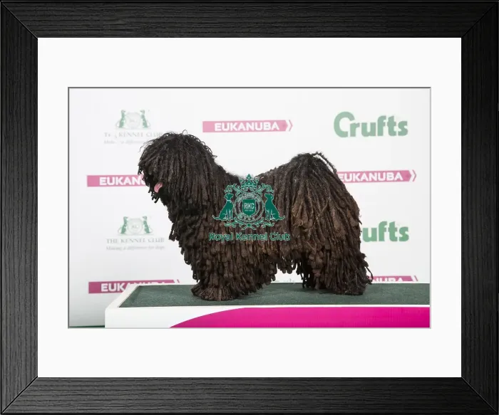 Framed Print : 2018 Best of Breed Hungarian Puli Framed Print : 2018 Best of Breed Hungarian Puli