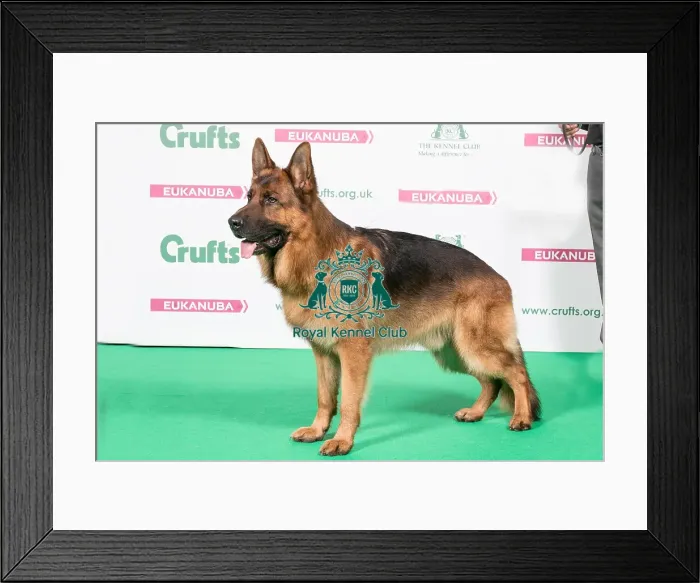 Framed Print : 2018 Best of Breed German Shepherd Dog Framed Print : 2018 Best of Breed German Shepherd Dog