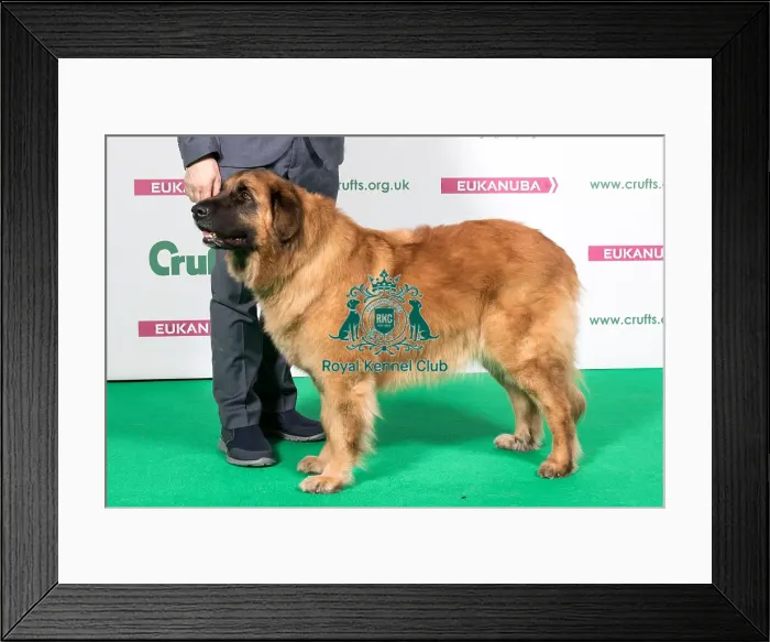 Framed Print : 2018 Best of Breed Estrella Mountain Dog Framed Print : 2018 Best of Breed Estrella Mountain Dog
