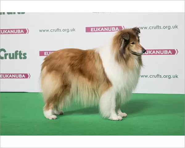 2018 Best of Breed Collie (Rough)
