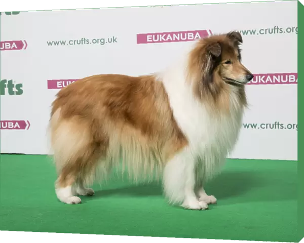 2018 Best of Breed Collie (Rough)
