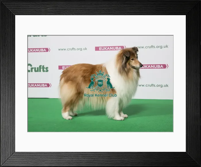 Framed Print : 2018 Best of Breed Collie (Rough) Framed Print : 2018 Best of Breed Collie (Rough)