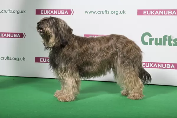 2018 Best of Breed Catalan Sheepdog